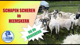 Schapen scheren bij de Kruisberg in Heemskerk 4k [upl. by Emelia205]