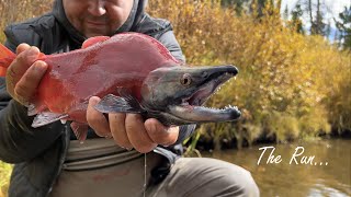 Fly Fishing for HUGE Kokanee Salmon Fall Run Colorado [upl. by Nessa]