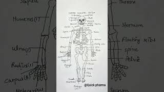 Human Skeletal System Structure  B pharmacy 1st sem  shorts youtubeshorts [upl. by Lothar]