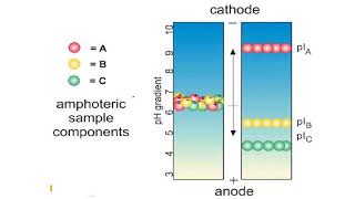 Isoelectric focusing gels II Protein Electrophoresis [upl. by Diana]