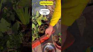 9 Vegetables that grow easily in pots Ab Gamle mein kheti karo maze se shorts [upl. by Casimir]