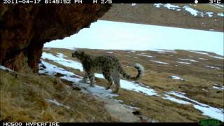 Video from the Field Wild Snow Leopard in China [upl. by Semadar]