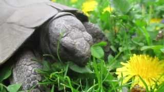 Pedro  The Marginated Tortoise  loves dandelion flowers  liebt Löwenzahnblüten [upl. by Odama]