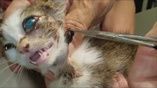 Botfly Larva Removal From Animals Kittens Rabbit Squirrel [upl. by Nonnah948]