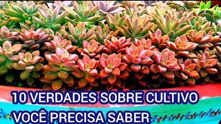 10 VERDADES sobre COMO CULTIVAR SUCULENTAS10 DICAS para INICIANTES [upl. by Feltie]