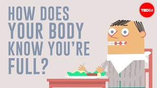 How does your body know youre full  Hilary Coller [upl. by Neri]