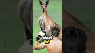 NẾU KANGAROO GỒNG CƠ BẮP amazingfacts [upl. by Truda]