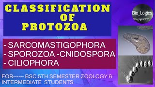 Classification of Protozoa Sarcomastigophora Sporozoa  Cnidospora Ciliophora  BSC5th sem [upl. by Akyeluz29]