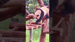 Pandas Doing the Funniest Fails Ever 🐼🤣 You Wont Stop Laughing [upl. by Rawna]