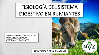 Fisiología del sistema digestivo en Rumiantes en 5 minutos [upl. by Oirelav]