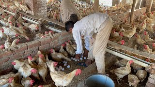 Hen Farm  Egg poultry Farm Business Plan  Farming  Hen Farming  Part 51 [upl. by Niatsirt]