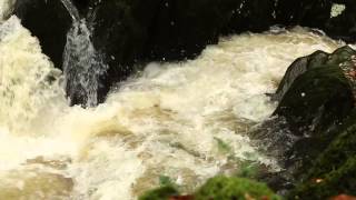 Leaping Salmon at Gilfach Nature Reserve [upl. by Ferdinanda]