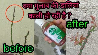 क्या आपके rose में भी dieback attack हो चुका है तो टेंशन न ले क्योंकि यहां 💯 dieback problem solved [upl. by Nalrah]