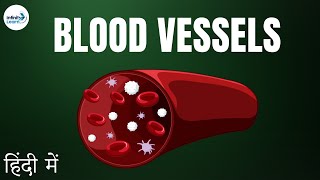 Life Processes  Lesson 23  Blood Vessels  CBSE 10  in Hindi हिंदी में   Infinity Learn [upl. by Dracir908]