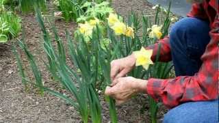 Tying daffodils [upl. by Nossaj]