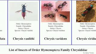 List of Insects of Order Hymenoptera Family Chrysididae chrysis omalus chrysura cleptes hedychrum [upl. by Wendelin]