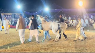 Best Horse Dance in Pakistan گھوڑا ڈانس [upl. by Akirehc]