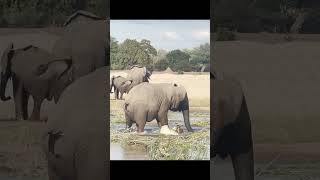 crocodile attacks Elephant Shocking elephantvideo crocodile shocking [upl. by Rosalinda]