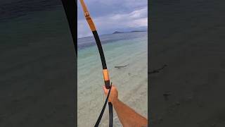 Bowfishing hunting sharks [upl. by Kern442]