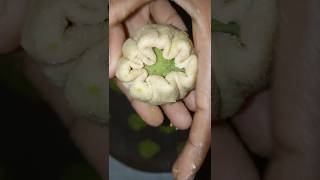 koraishutir kachuri bengali  matar ki kachori  nasta recipebreakfast food shorts recipe video [upl. by Hewart]