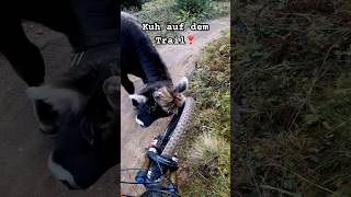 Kuh auf dem MTB Trail verliebt sich in Reifen kuh mtb shorts downhillmtb cow funnyvideo [upl. by Thamora]