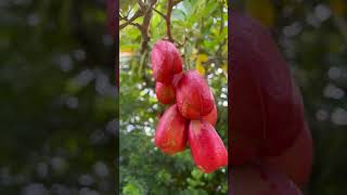 Ackee Blighia sapida [upl. by Isayg]