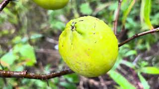 japanische Zierquitte  Chaenomeles japonica [upl. by Bourke]