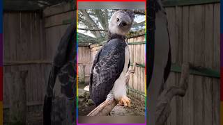 Unique majestic bird harpy eagle [upl. by Babb6]