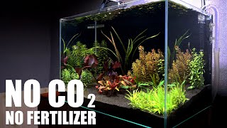 Can We Grow Aquarium Plants With Sand Only As The Substrate [upl. by Cristal237]