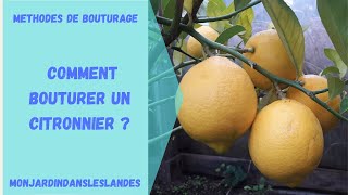 Comment bouturer un citronnier   Monjardindansleslandes [upl. by Annawik]