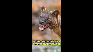 Fossa Madagascars Mysterious Predator [upl. by Attenyt]