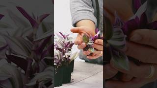 Tradescantia nanouk cutting propagation on soil indoorplantscare plants houseplants plantshorts [upl. by Eaver]