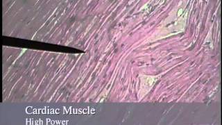 Muscle Histologymov [upl. by Perren738]