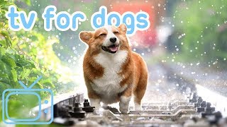 TV for Dogs Chill Your Dog TV with Cats Dogs and Nature NEW 2019 [upl. by Bedelia736]