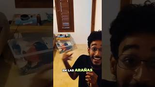 Arañas Everywhere  La Isla vlog [upl. by Atiker]