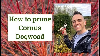 How to prune Cornus or Dogwood for Winter Colour [upl. by Neirb712]