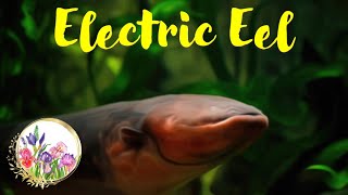 Electrifying Facts About the Electric Eel [upl. by Tnirb]