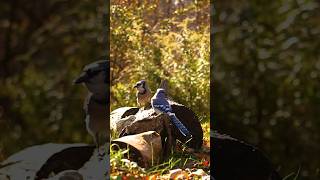 Blue Jays share snacks with chickadee bird calls in the background nature animals birds [upl. by Jakob431]