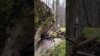 WESTWALL  Auf den Spuren der Deutschen Wehrmacht  BUNKER an der Siegfried Linie shorts [upl. by Aynad]