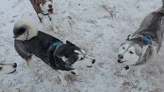 Huskies Enjoy The Snow P2 [upl. by Elicia]