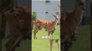 Zombie Deer Disease🦌Here’s the truth zombiedeer deer deerhunting CWD EHD [upl. by Ridinger330]