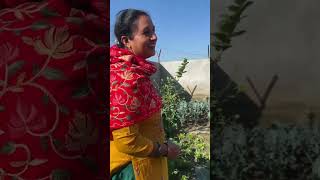 Pohoch Gye Kitchen Garden minivlogs dailyminivlogs kitchengarden villagelife palfamilyvlogs [upl. by Hallsy]