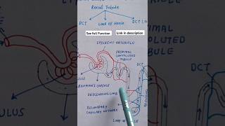 Function of Nephron Excretory System Class10 biology science ncert [upl. by Eggett731]