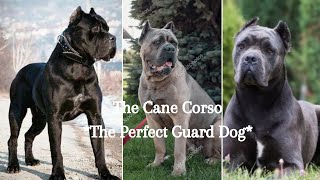 Cane Corso The Ultimate Guard Dog [upl. by Jegar]