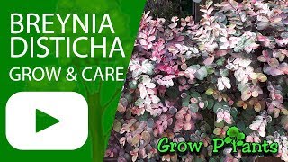 Breynia disticha  grow and care [upl. by Ayihsa]