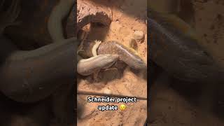 Schneider skink breeding project update reptiles skink lizard breeding [upl. by Ydur489]