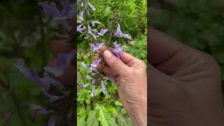 Native Plant Lyreleaf Sage Salvia lyrata [upl. by Hertha]