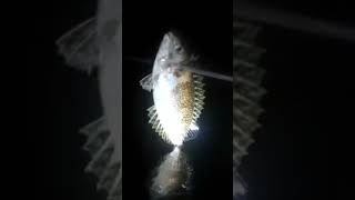 Catching Rabbit fish nightspearfishing [upl. by Nae]