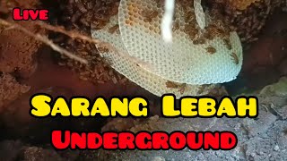 Berburu Lebah di alam Liar [upl. by Crabb]