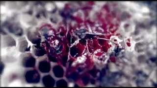 MANTICORA  Mycelium official video [upl. by Inavoy552]